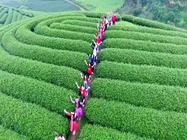 Tour Hà Nội | Mộc Châu | Rừng Thông Bản Áng | Thung Lũng Mận Nà Ka | Đồi Chè Trái Tim